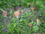 съедобные грибы