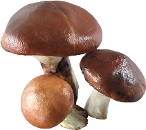 Грибы рецепты грибов засолка грибов грибнной суп сушка грибов приготовление отравление грибами жарение съедобные грибы ядовитые.