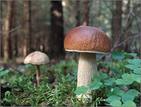 отравление яд ядовитые грибы