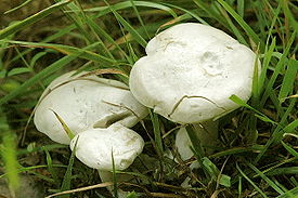 Ядовитые грибы. Говорушка беловатая
